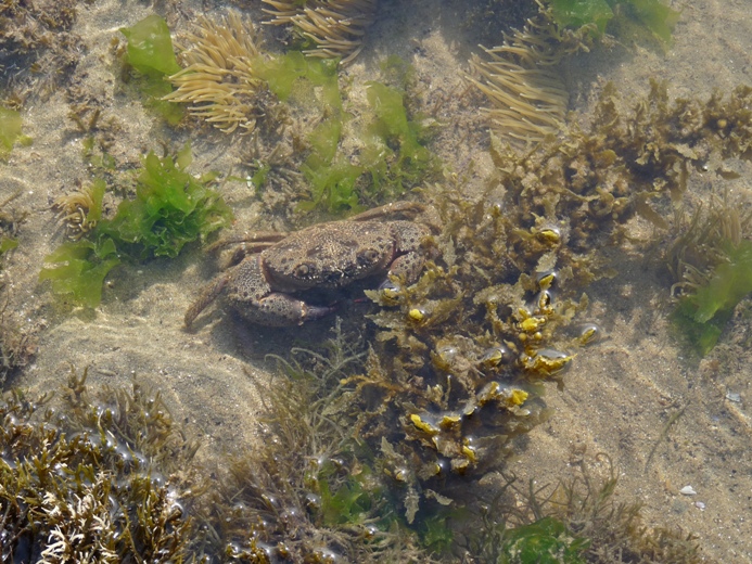 Eriphia verrucosa